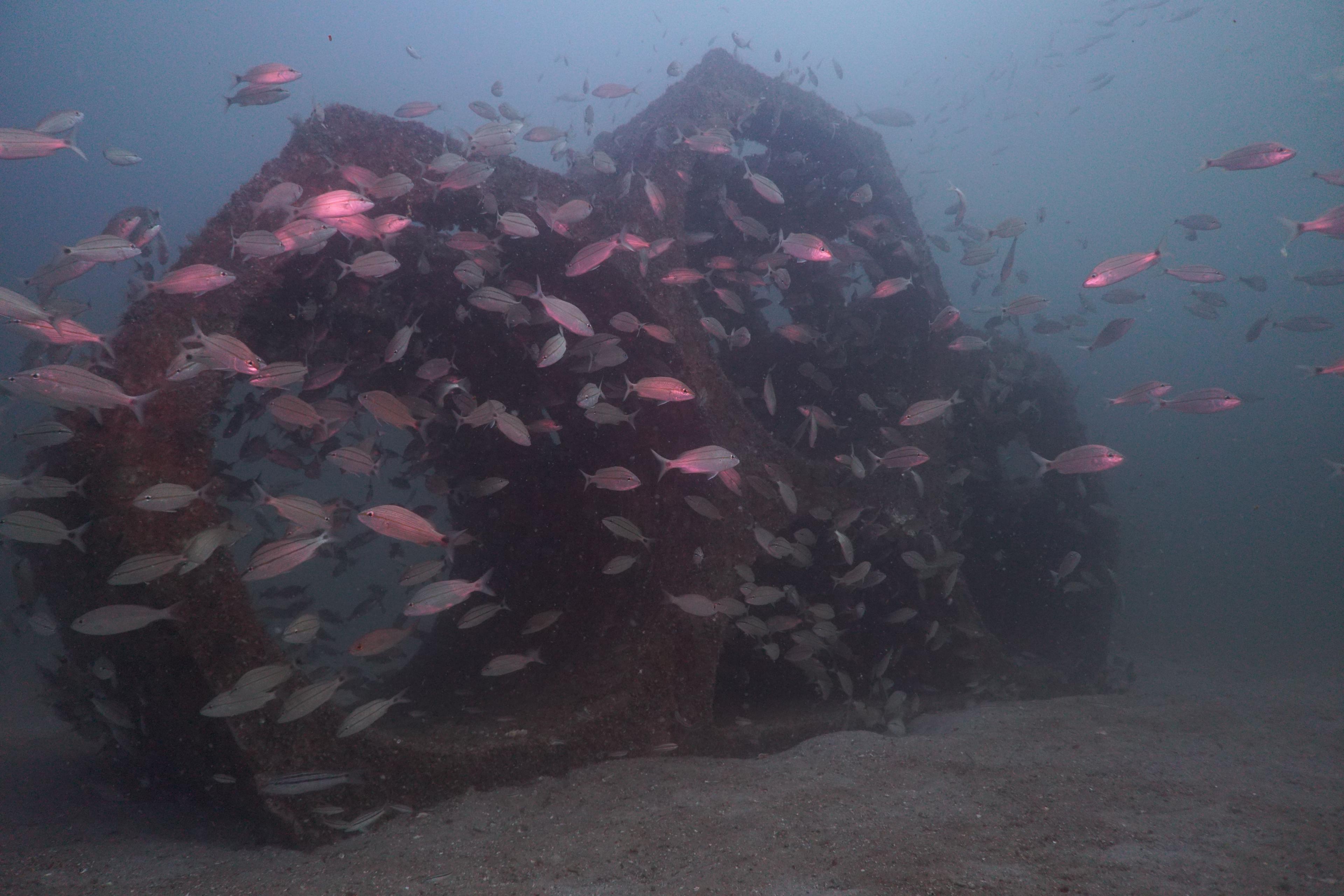 Submerged 3D-printed coastal protection structure providing complex marine habitat