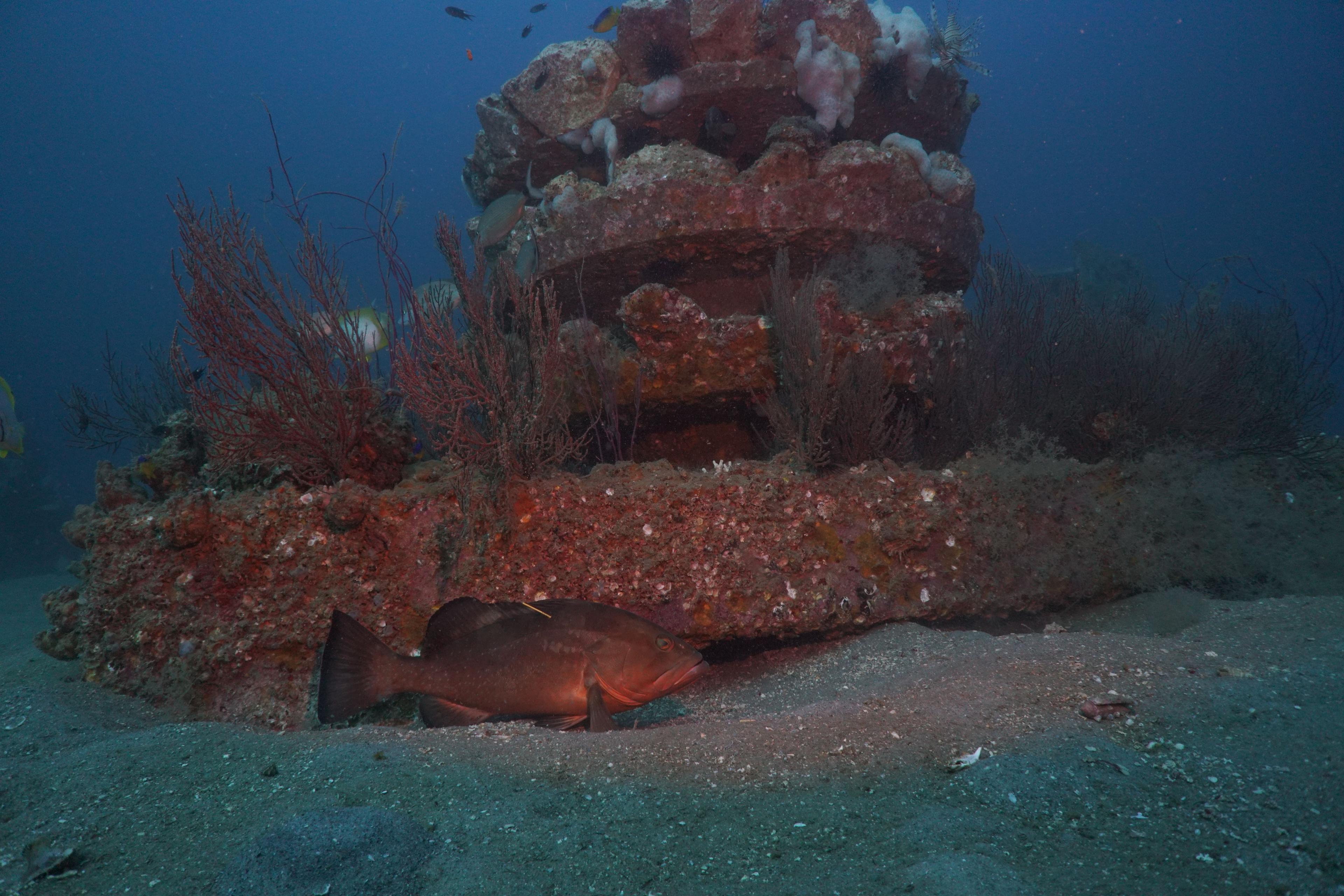 Established Grouper Reef structure covered with marine growth underwater