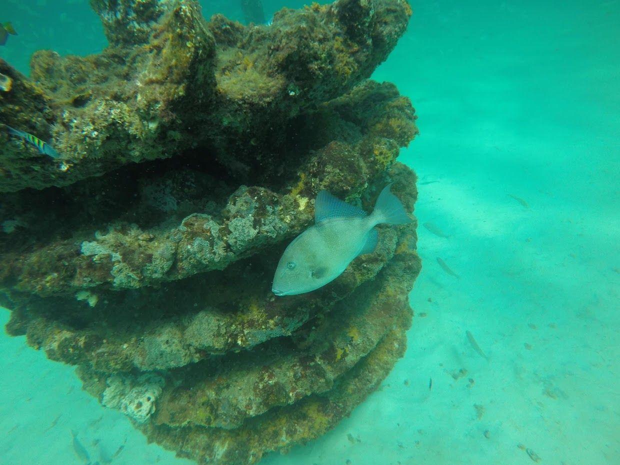 Estuary Oyster Reef