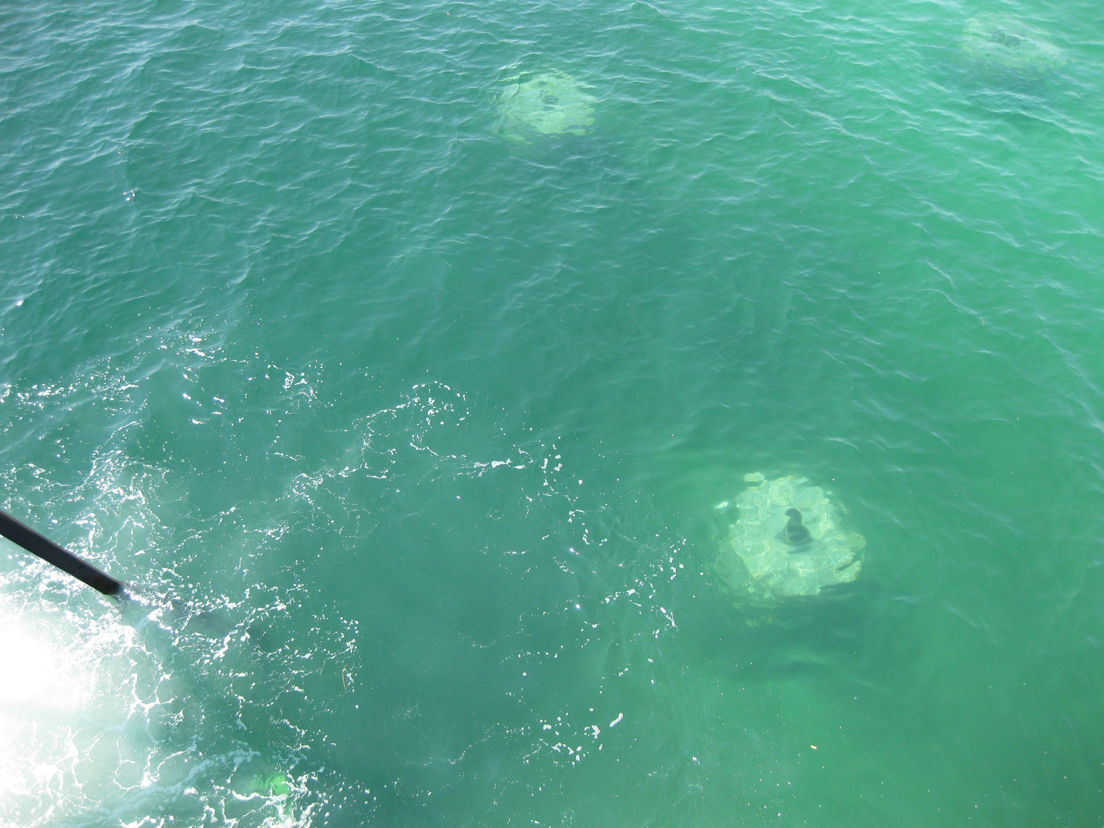 Snorkeling Reef Deployment — Below the Surface
