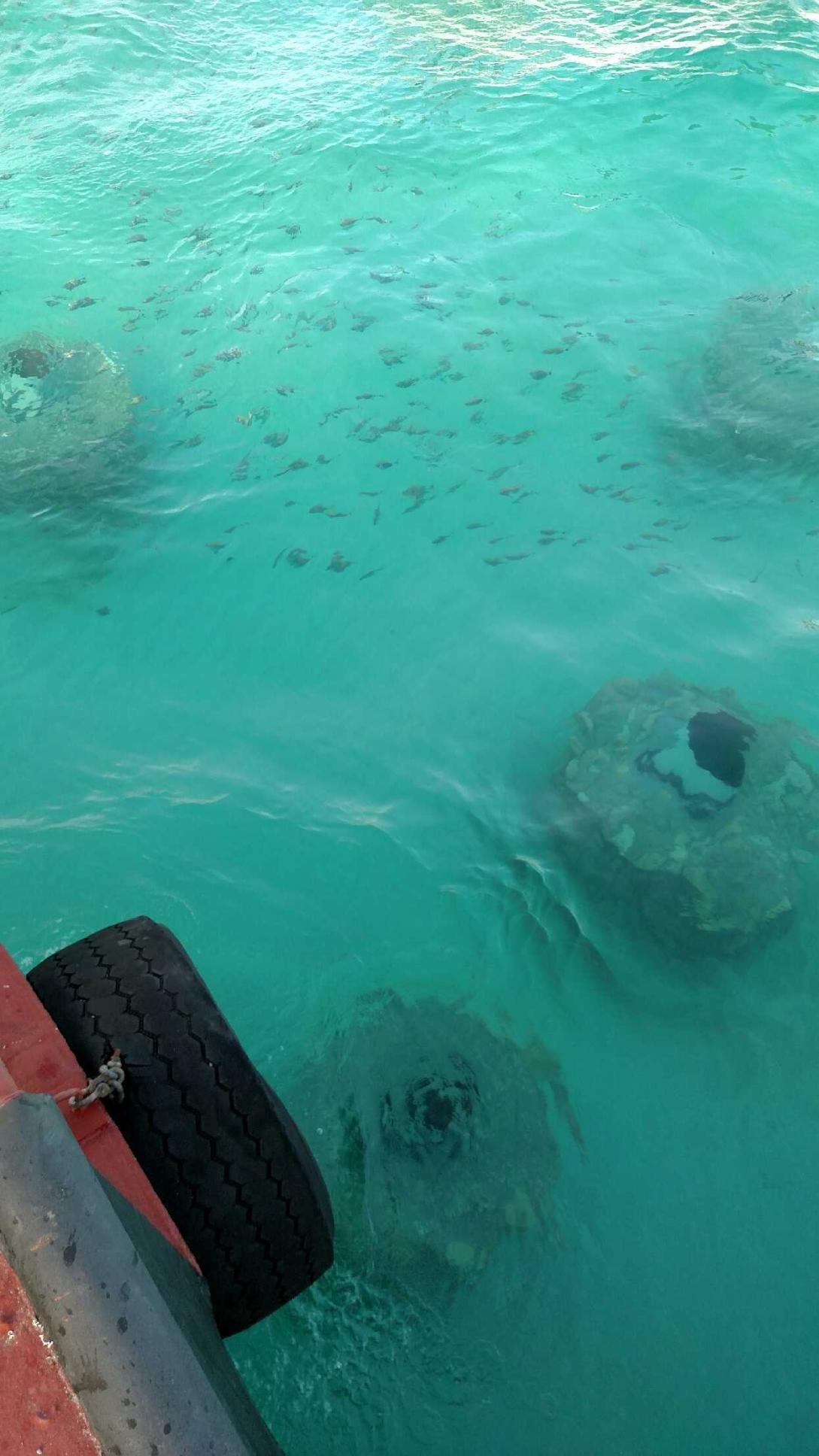 Circular reef module visible beneath clear water beside a vessel