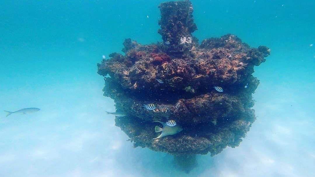 Marine-growth-covered artificial reef structure surrounded by fish