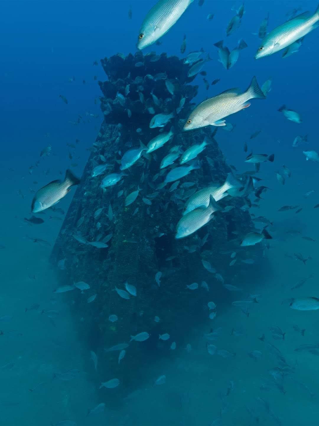 Marine-growth-covered artificial reef habitat with fish nearby