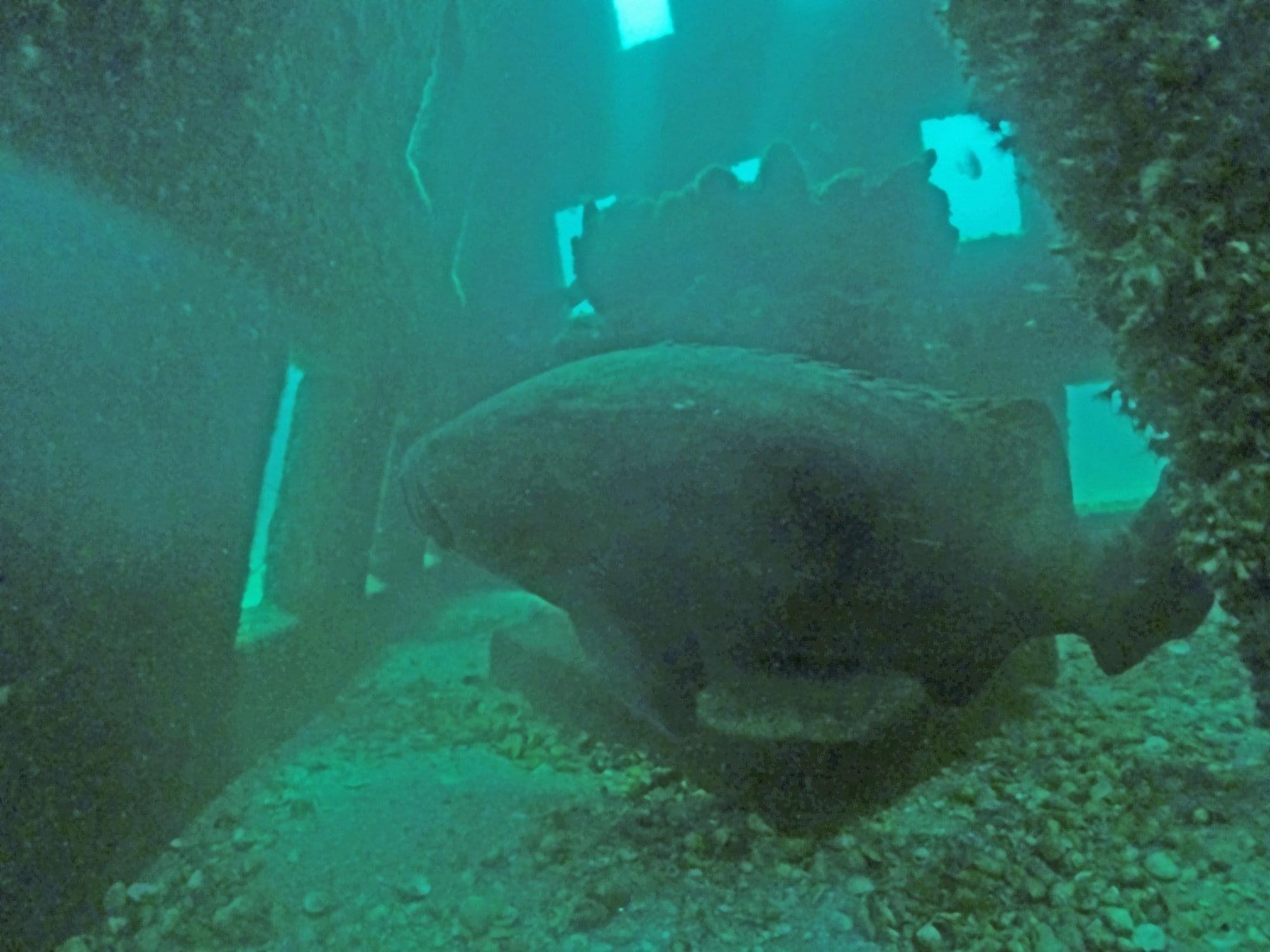 Large fish swimming through a mature underwater artificial reef