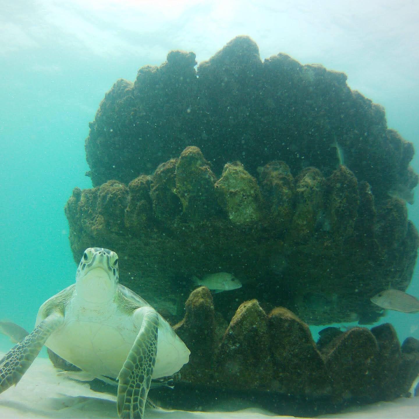 Sea turtle beside a mature stacked-disc artificial reef habitat