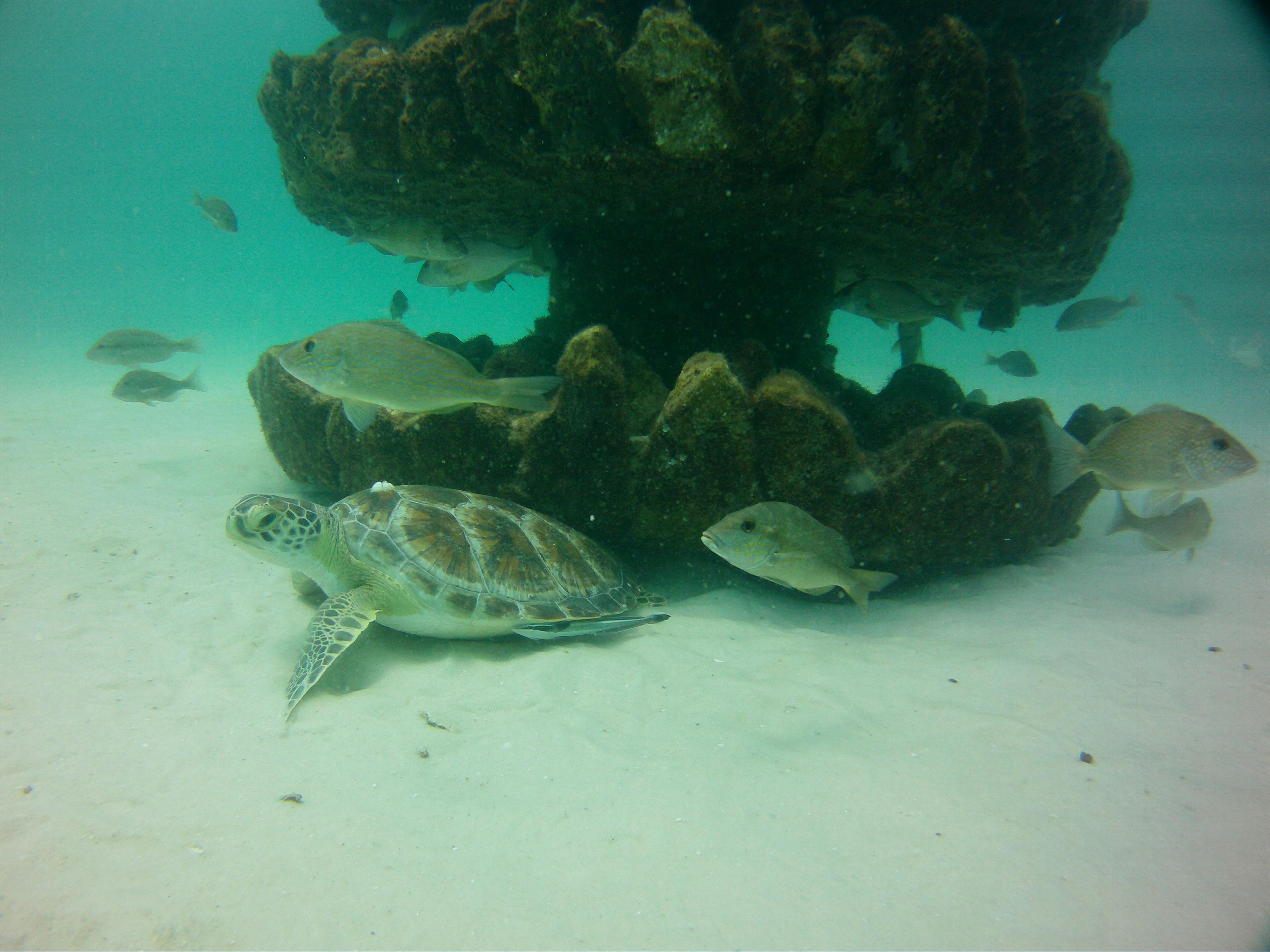 Sea turtle resting beside a disc-shaped artificial reef habitat