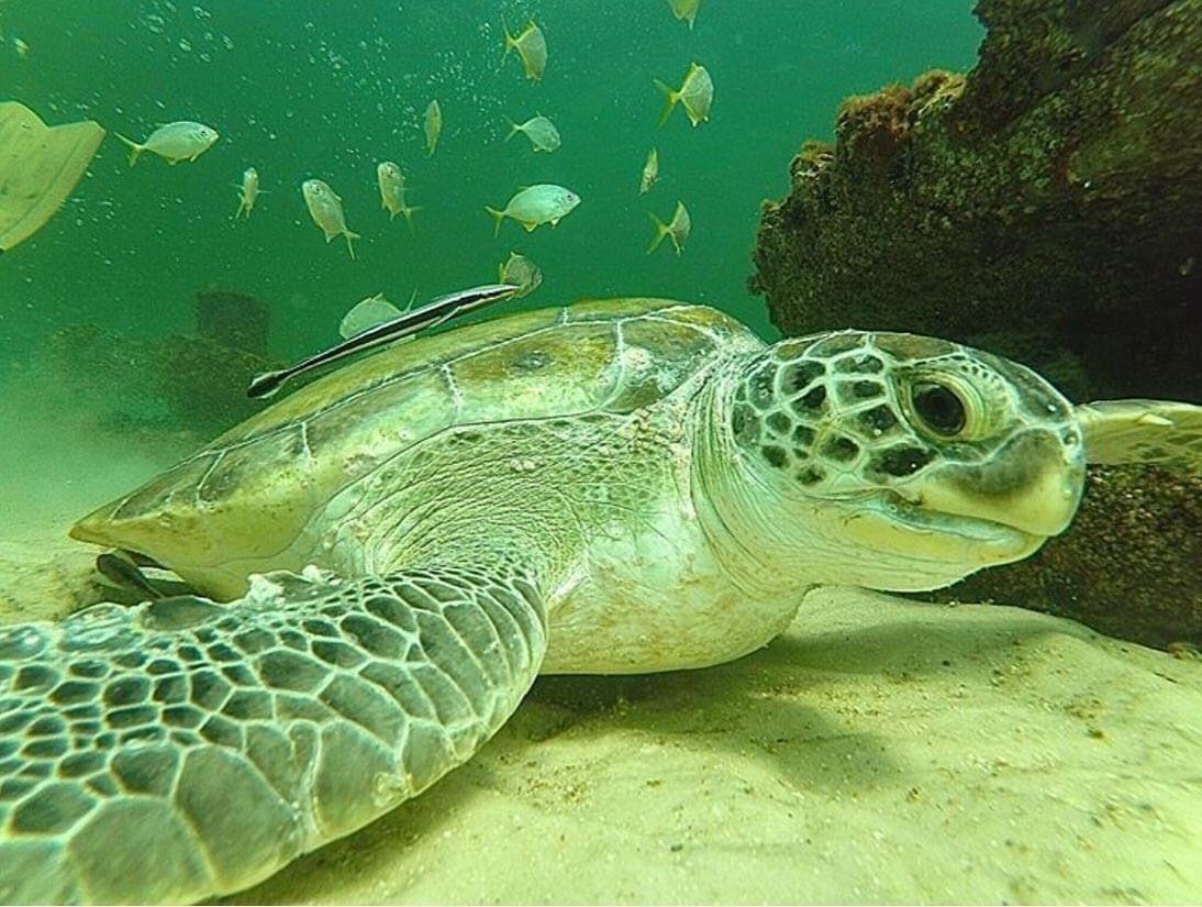 Sea turtle resting beside a marine-growth-covered artificial reef