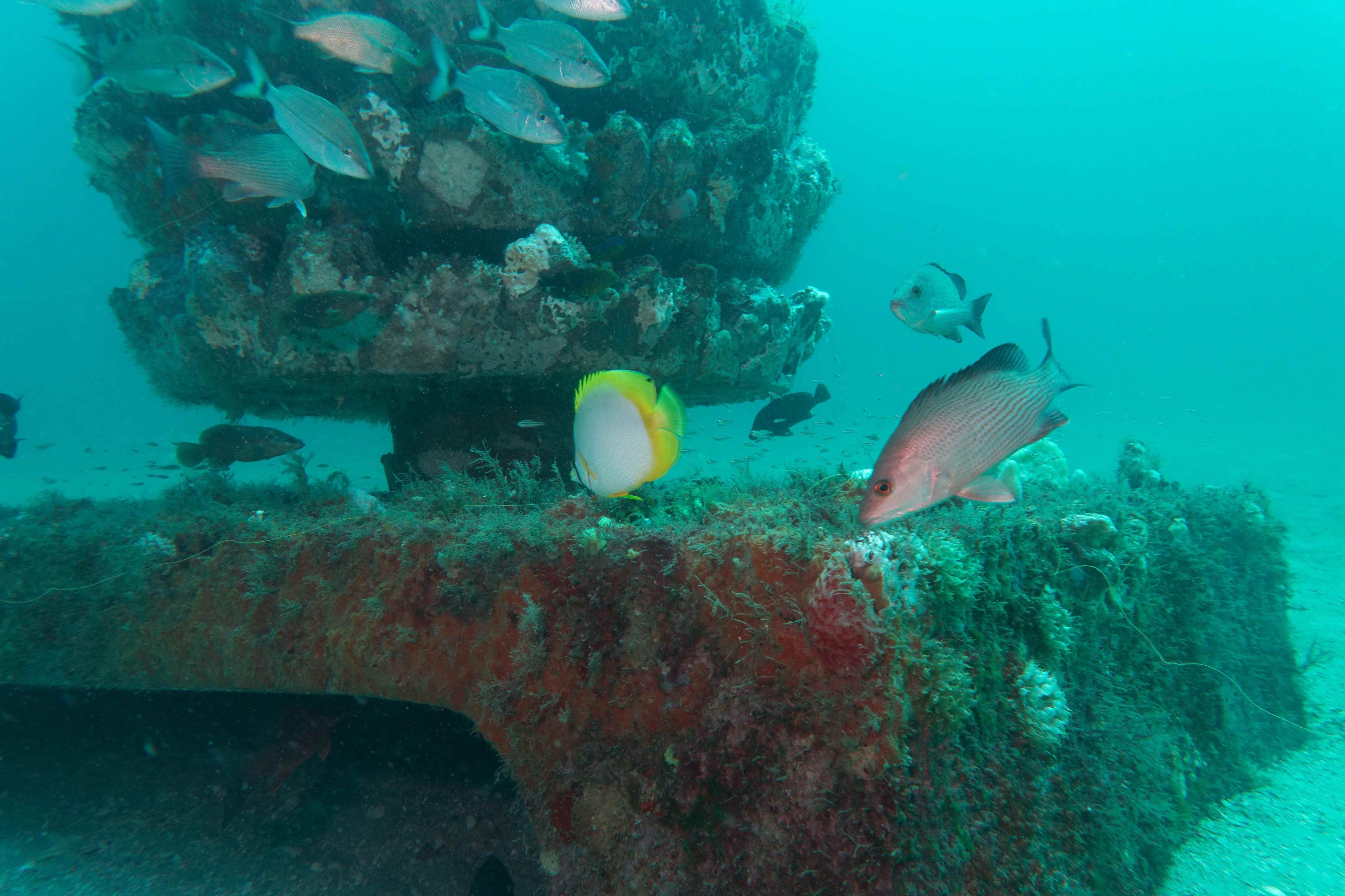 Fish swimming around a submerged Grouper Reef structure with stacked habitat discs