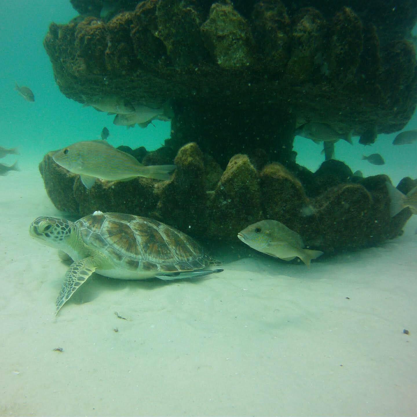 Sea turtle and fish beside a marine-growth-covered artificial reef structure underwater
