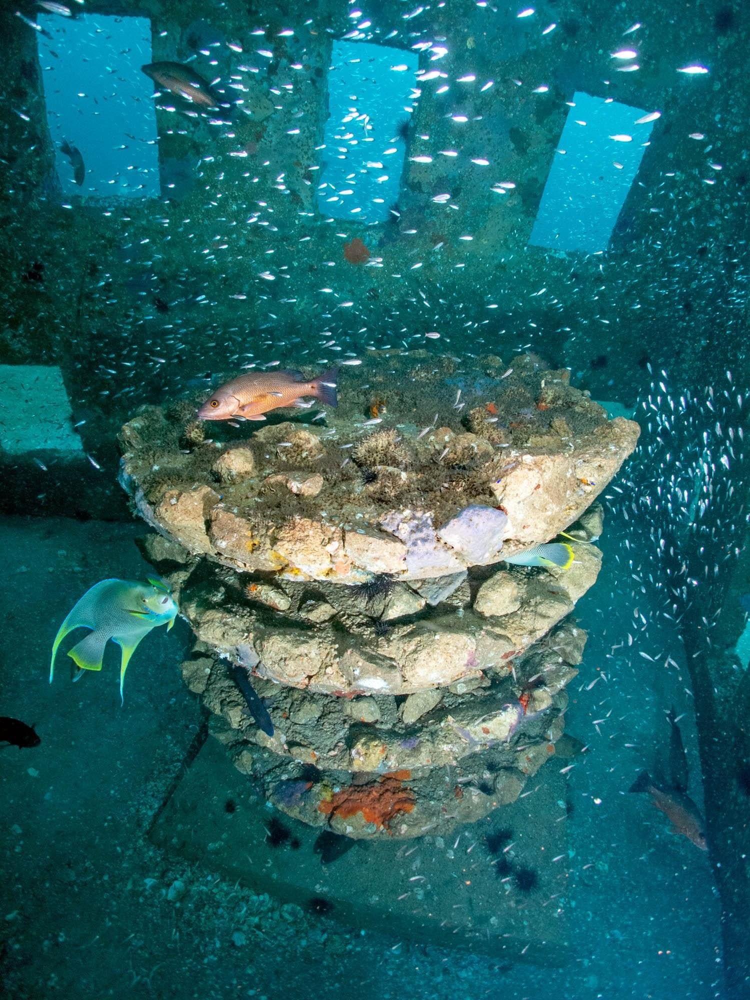 Ecosystems Pedestal artificial reef structure surrounded by marine fish underwater